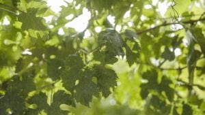 Ferzo Wines Cantine Citra Paesaggi D'Abruzzo giornata fotografica in vigna