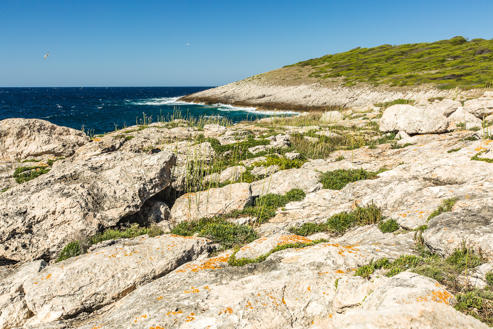 isole tremiti macchia mediterranea